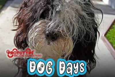 Dog Days poster1