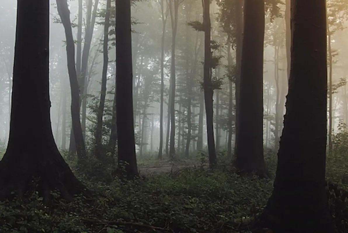 Elven Forest: Battle for Gahl-Zaan